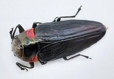 Buprestidae, Belionota fallaciosa, A1, 20 mm, Borneo, #BP113