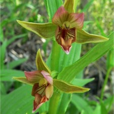 1xTopf Epipactis gigantea -