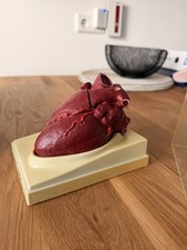 Anatomisches Herzmodell