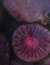 Actinidia arguta 'Ken's Red'- rote Mini Kiwi (weiblich)- Pflanze 30-50cm - Frost