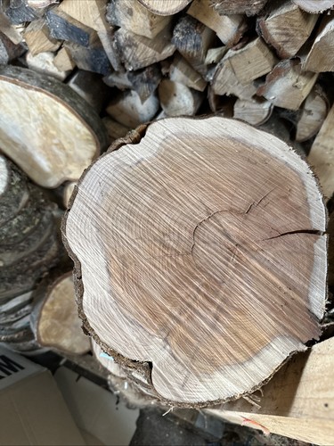 Baumscheiben holzscheiben eibe - baumscheiben,