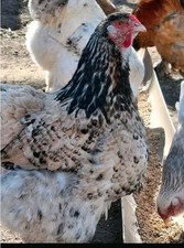 6 Bruteier Große Brahmas