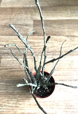 Euphorbia platyclada - bizarr