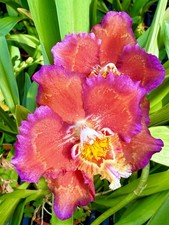 Odontoglossum Kobe Velvety Koi