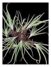 ?Aloe Vera ?Pflanze? Blume? Heilpflanze ?Ableger ?Kindel