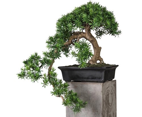 Künstlicher bonsai podocarpus - künstlicher,