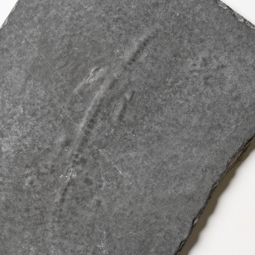 Unpräpariertes keichousaurus - unpräpariertes,
