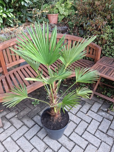 Trachycarpus wagnerianus - x,