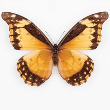 Morpho Rhetenor Cacia ♀ Peru