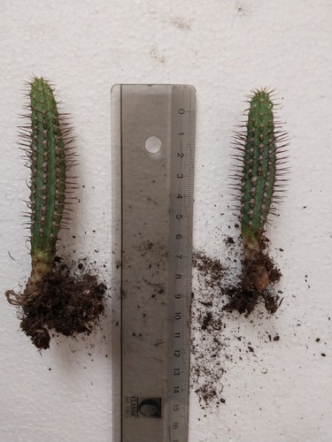 Euphorbia baioensis eine - baioensis, je