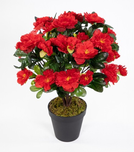 Azalee 34cm rot topf - 34cm,