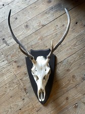 Rehbock Hirschgeweih Gehörn