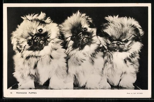 Pekinese puppies portrait - pekinese, puppies,