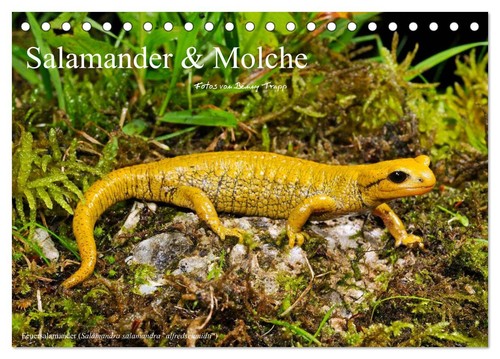 Salamander und molche - und,