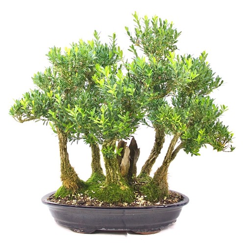Bonsai chinesischer buchsbaum - chinesischer,