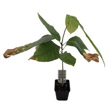 1 Kakaobaum | Theobroma Cacao