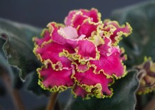 PT-Sinderella  Blatt/leaf  African Violet Usambaraveilchen