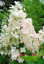 Rispen Hortensie Unique