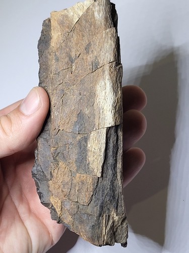Großes zoll dinosaurier - großes,