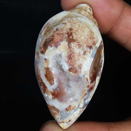 Natürlich fossil schnecke - natürlich,
