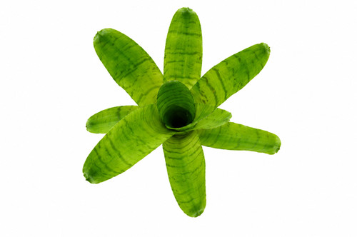 Bromelie neoregelia - bromelie,,