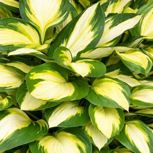 Hosta color festival - hosta, –