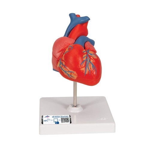 Scientific herzmodell - 3b,