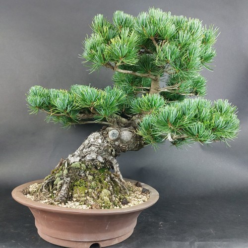 Bonsai mädchenkiefer pinus - bonsai,
