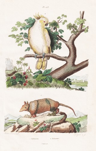 Gürteltier armadillo kakadus - gürteltier,