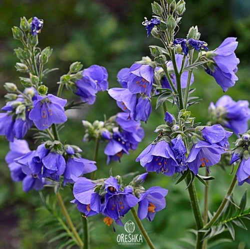 Polemonium caeruleum - , 50