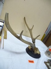 5969.       Altes  Geweih Deko