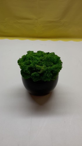 Schwarze blumentopf mit moos - blumentopf,