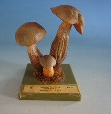 RS0721-179: SOMSO anatomisches Modell Pilz Mushroom Netzstieliger Hexenröhrling
