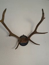 Geweih, Abwurfstangen, geschnitzter Schädel, um 1900