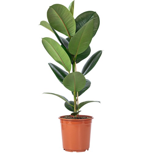 Gummibaum stämmig ficus - gummibaum,