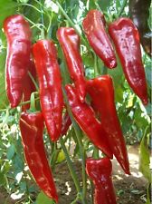 Milde Chili Karaisali 20+ Samen Türkische Milde Peperoni Sorte Samenfest