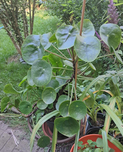 Chinesischer geldbaum pilea - geldbaum,