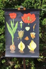 Rollkarte Schulwandkarte Wandkarte Tulpe Pflanze Lehrkarte Karte Schulkarte Wand