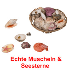 Echte Muscheln und Seesterne
