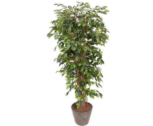 Künstlicher ficus benjamini - künstlicher,