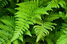 5x xxl  Farn aus eigenem