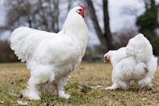 20 Bruteier BE grosse Brahma-