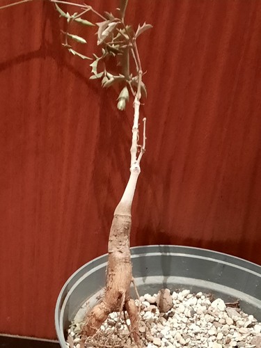 Cyphostemma elephantopus