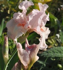 Schwertlilie Vanity - Iris