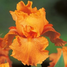 Iris Rhizom Staude Blüten