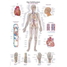 Anatomische lehrtafel das - anatomische,
