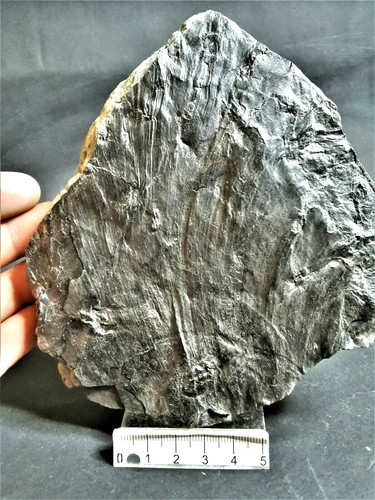 Aphlebia fossile pflanze aus - -,