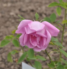 Historische Rose Adam Messerich 30-60cm