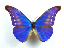 Morpho rhetenor ssp. cacica