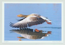 1 AK Graugans Gans Wasservogel